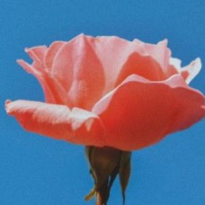 Meet your Posher, Mackenzie